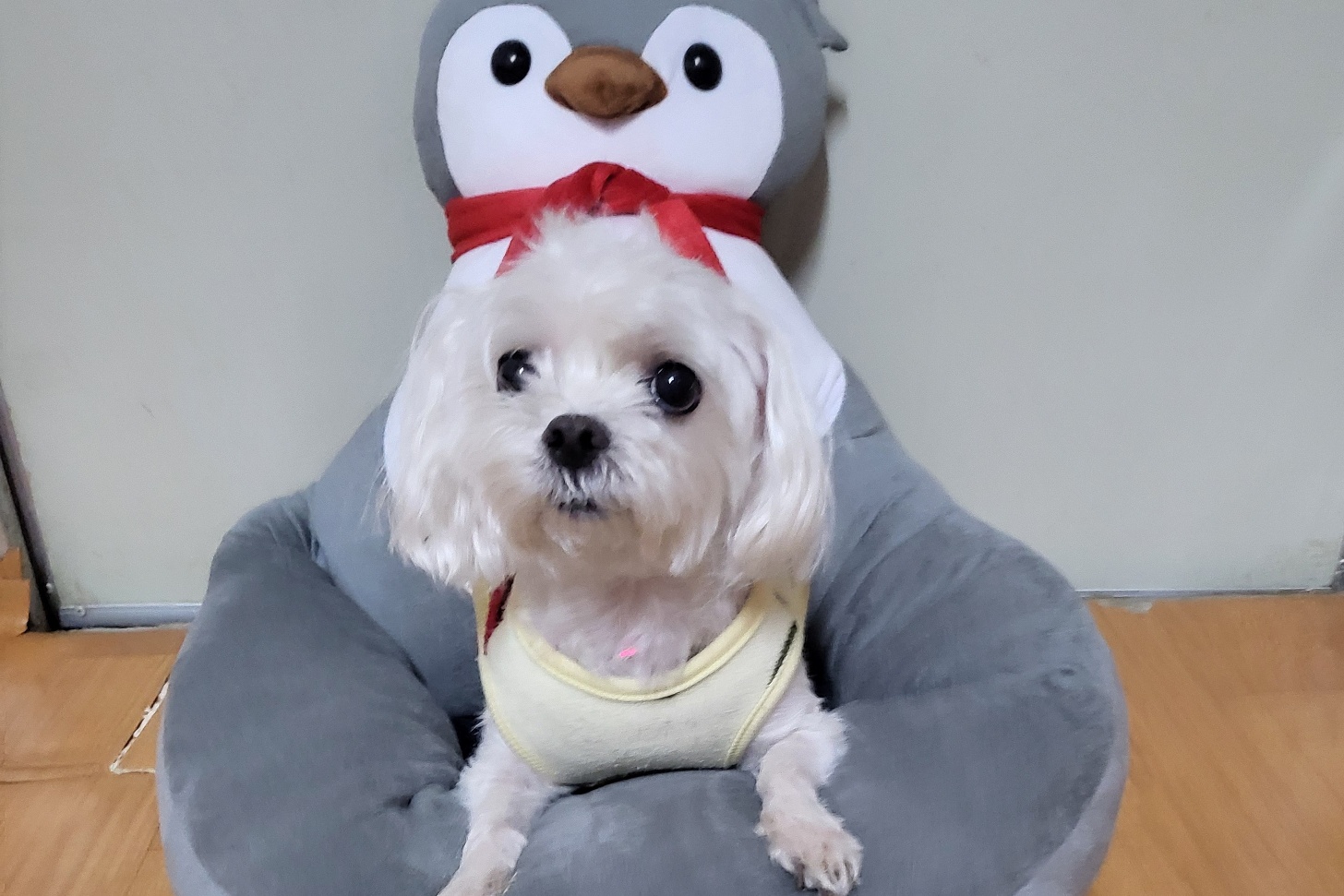 보호중 말티즈의 가…